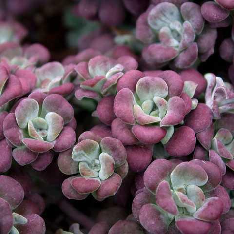 Саджанці Очитка (седум) лопатчастолистний Пурпуреум (Sedum spathulifolium Purpureum)