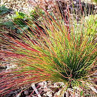 Саджанці Вівсяниця Валберла (FESTUCA WALBERLA)