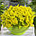 Саджанці Очитка (седум) їдкий Йеллоу Квін (Sedum acre Yellow Queen), фото 3