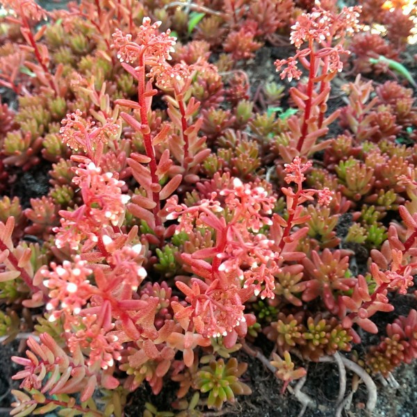 Саджанці Очитка (седум) білий Атропурпуреум (Sedum album Atropurpureum)