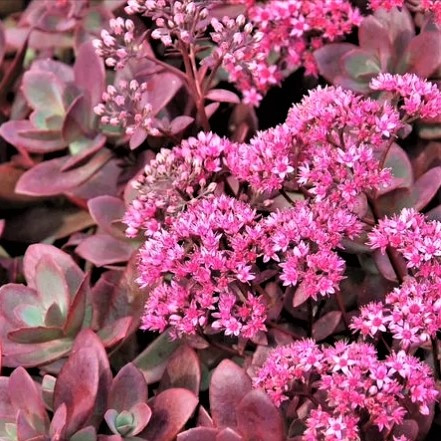 Саджанці Очитка (седум) гібридний Фаеркрекер (Sedum hybrid Firecracker)
