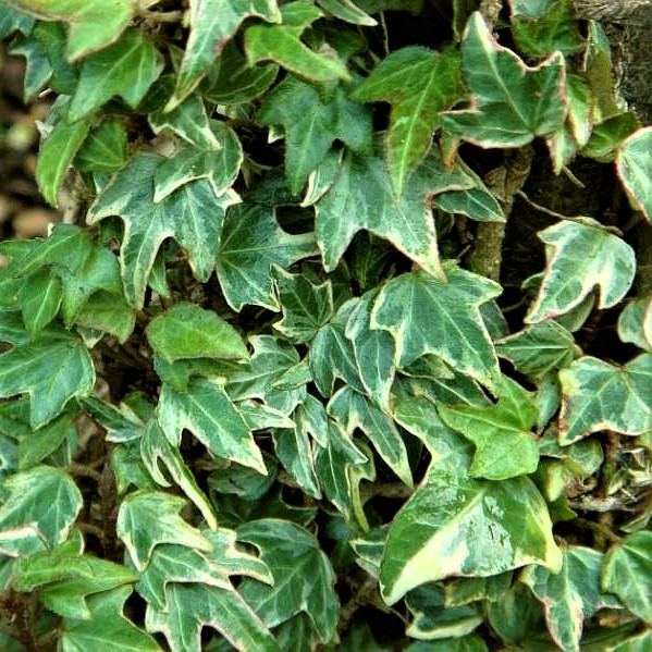 Саджанці Плюща звичайного Сильвер Ферней (Hedera helix Silver Ferney) Р9, фото 1