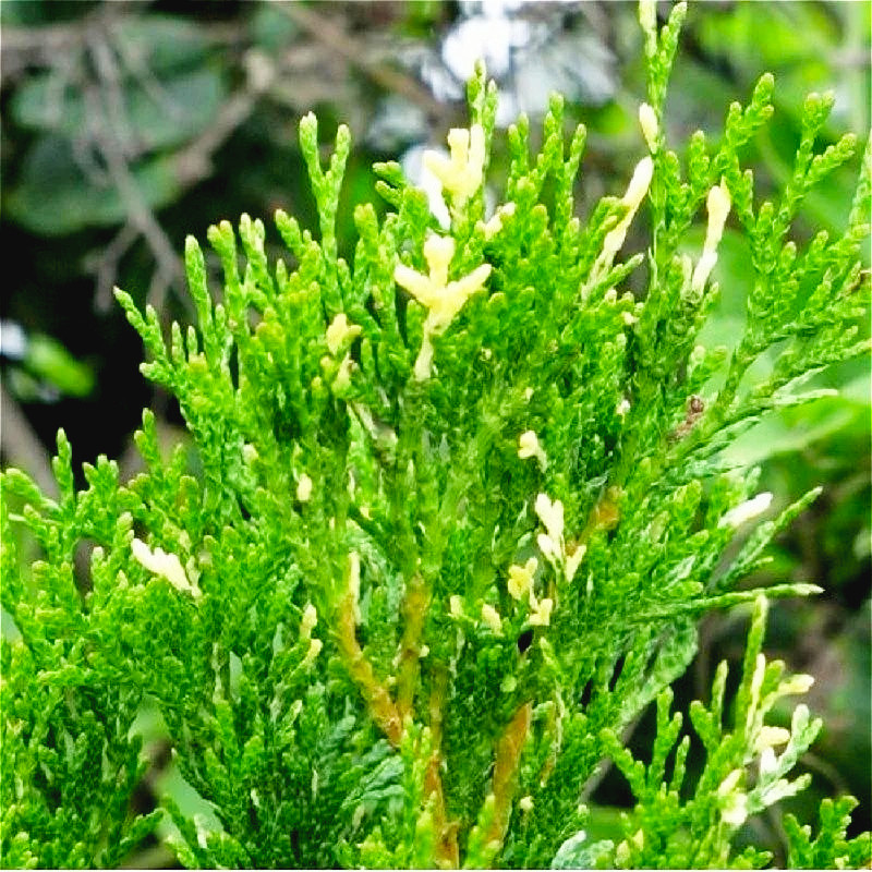 Саджанці Туї західної Литомишль (Thuja occidentalis Litomysl) Р9