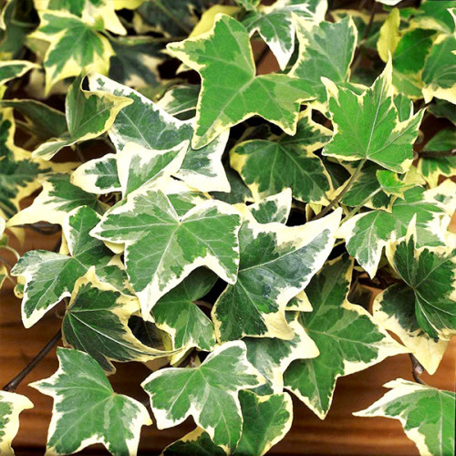 Саджанці Плюща звичайного Глациєр (Hedera helix Glacier) Р9