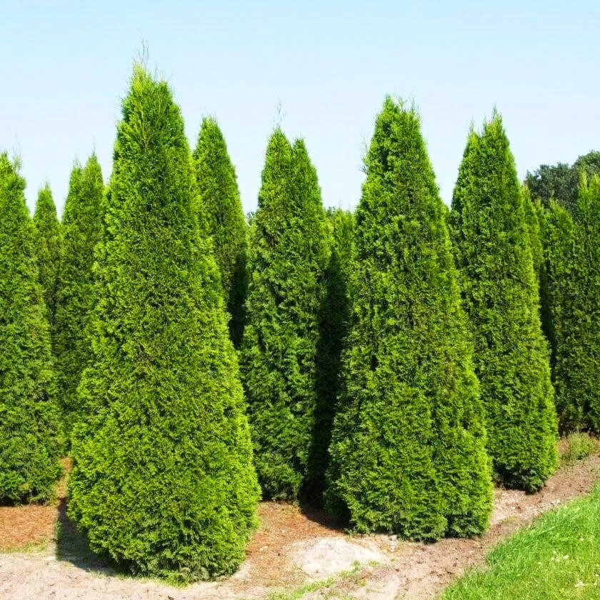 Саджанці Туї західної Пирамидалис Компакта (Thuja occidentalis Pyramidalis Compacta) Р9