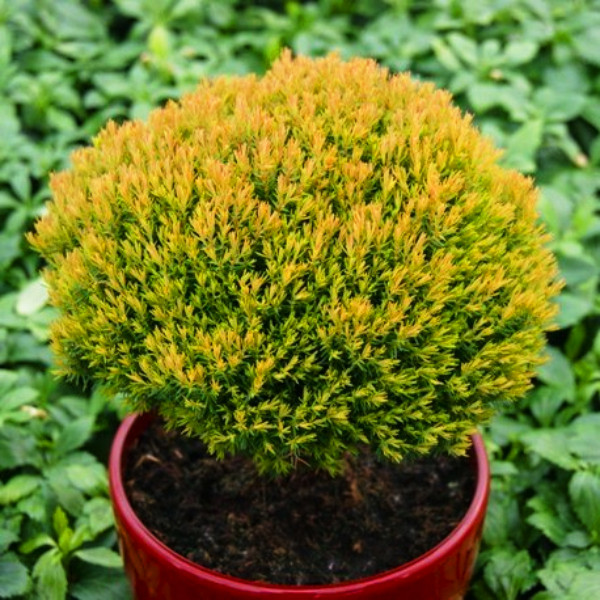 Саженці Туї західної Аннієк, 4-х річна (Thuja ocidentalis Anniek) C3