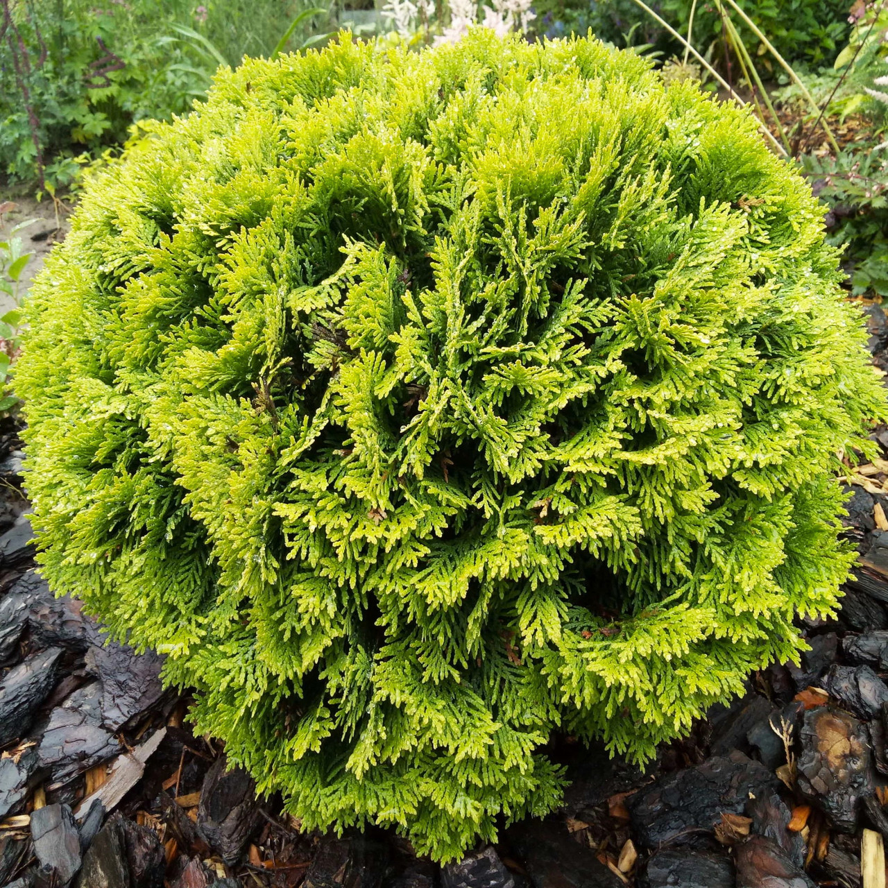 Саджанці Туї західної Глобоза Ауреа (Thuja occidentalis Globosa Aurea) Р9