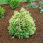 Саджанці Туї західної Міс Фрості, 4-х річна (Thuja occidentalis Miss Frosty) С3, фото 3