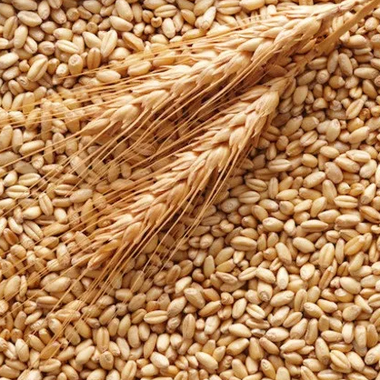 Пшеница озимая Скаген элита Saaten Union, фото 2