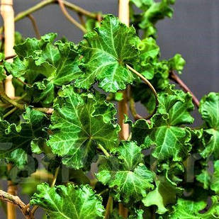 Саджанці Плюща звичайного Астерікс (Hedera helix Parsley Crested) Р9