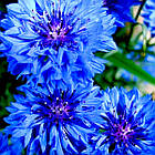 Насіння Квітів Волошка (Васильки) махрова Синій шар 0.5 г НК Еліт, фото 2