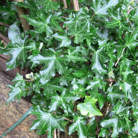 Саджанці Плюща звичайного Івалейс (Hedera helix Ivalace) Р9, фото 1