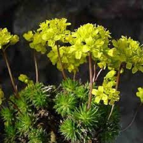 Саджанці Драба вічнозелена, або крупка (Draba aizoides) Р9, фото 1
