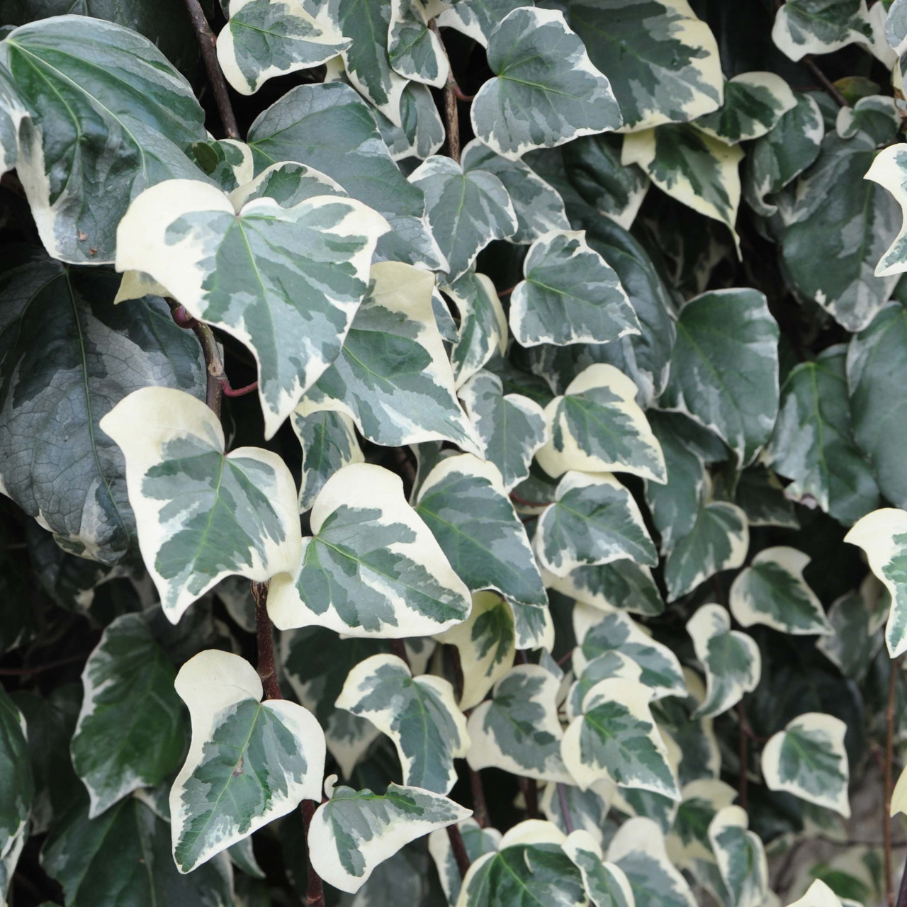 Саджанці Плюща алжирського Глорі де Маренго (Hedera algeriensis Gloire de Marengo) Р9