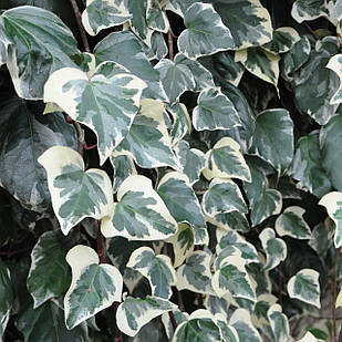 Саджанці Плюща алжирського Глорі де Маренго (Hedera algeriensis Gloire de Marengo) Р9