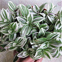 Саженцы традесканции Альба (Tradescantia Alba) Р9