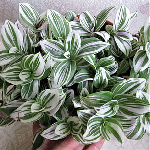 Саджанці традесканції Альба (Tradescantia Alba) Р9