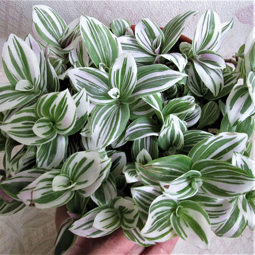Купить Саженцы традесканции Альба (Tradescantia Alba) Р9, цена 55 ...