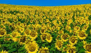 Насіння соняшнику