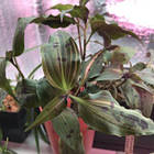 Саджанці традесканції Тінантія Прінджел (Tradescantia Tinantia Pringlei) Р9, фото 2