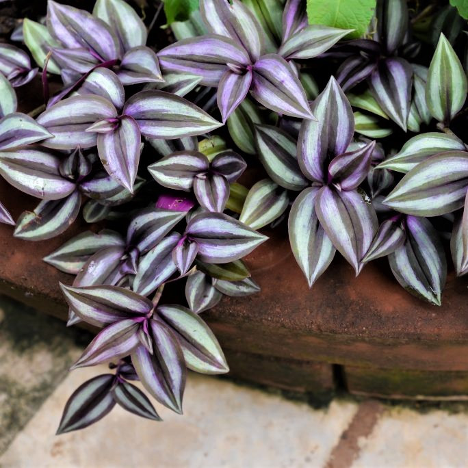 Саджанці традесканції Зебріна Пурпурова (Tradescantia Zebrina Purpusii) Р9, фото 1