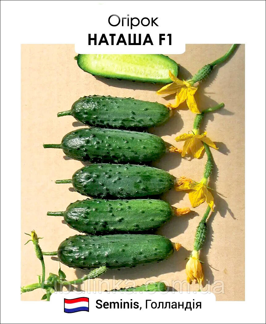 Огірок Наташа F1 Seminis/Нідерланди 20 шт, фото 1