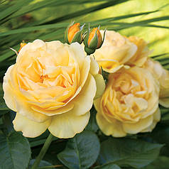 Саджанці троянд сорт Julia Child (Джулія Чайльд)