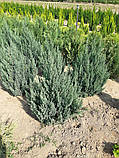 Ялівець китайський Стрікта (Juniperus chinensis Stricta) 150+ cm., фото 3