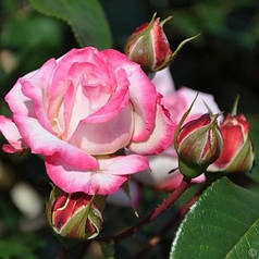Саджанці троянд сорт Laminuette (Ламінует)