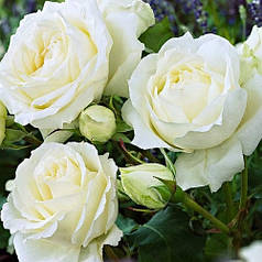 Саджанці троянд сорт Lenka Frayla (Ленка Фрайла)