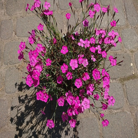 Саджанці Гвоздика дельтоподібна міртінервіус ґрунтопокривна (Dianthus deltoides) Р9, фото 1