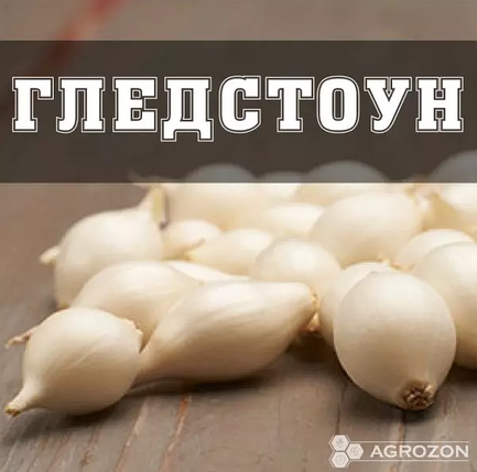 Цибуля Гледстоун (R) Broer - 20 кг, фото 1