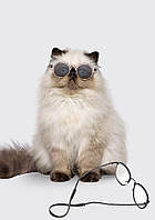 Солнцезащитные очки SUNSHINE для кошек и собак Black