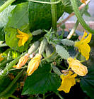 Огірок Наташа F1 Seminis/Нідерланди 20 шт, фото 3