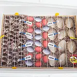 Інкубатор механічний Теплуша ИБ 100 ТМВ Теновий з вологоміром, фото 8