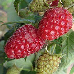 Саджанці малини сорт Радзієва