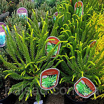 Криптомерія японська Дінжер / С4 / h 25-30 / Cryptomeria Dinger, фото 5