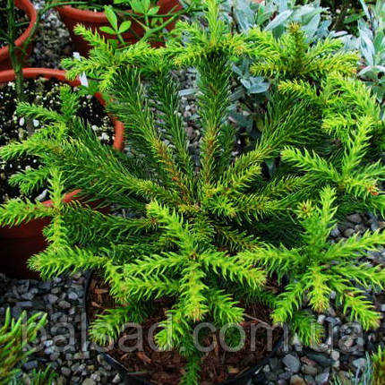 Криптомерія японська Дінжер / С4 / h 25-30 / Cryptomeria Dinger, фото 1