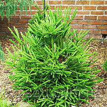 Криптомерія японська Дінжер / С4 / h 25-30 / Cryptomeria Dinger, фото 4