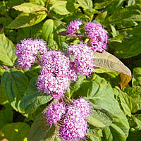 Спирея японская Macrophylla 2  л