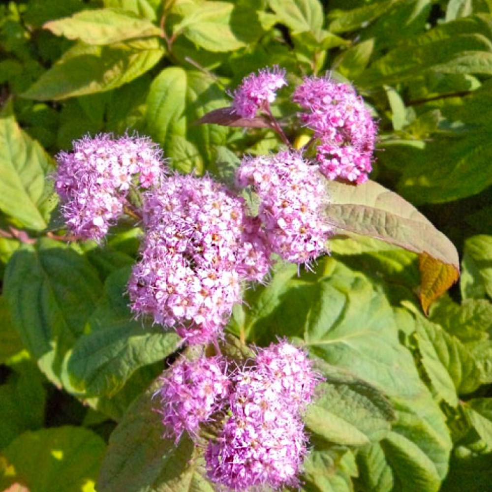 Спірея японська Macrophylla 2 л