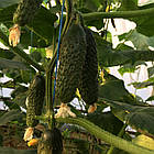 Огірок Кароліна F1 10 шт Садиба центр, фото 2