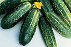 Огірок Роял F1 Clause Франція 20 шт, фото 2
