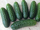 Огірок Роял F1 Clause Франція 20 шт, фото 3