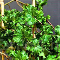 Саджанці Плюща звичайного Астерікс (Hedera helix Parsley Crested)