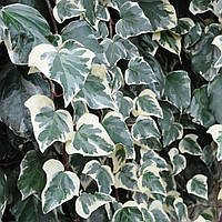 Саджанці Плюща алжирського Глорі де Маренго (Hedera algeriensis Gloire de Marengo)