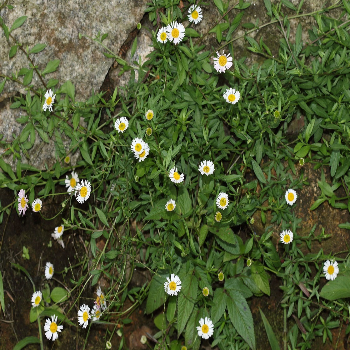 Саджанці Дрібнопелюстник (Ерігерон) гірський (Erigeron scopulinus)