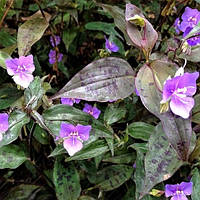 Саджанці традесканції Тінантія Прінджел (Tradescantia Tinantia Pringlei) Р9