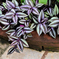 Саджанці традесканції Зебріна Пурпурова (Tradescantia Zebrina Purpusii)