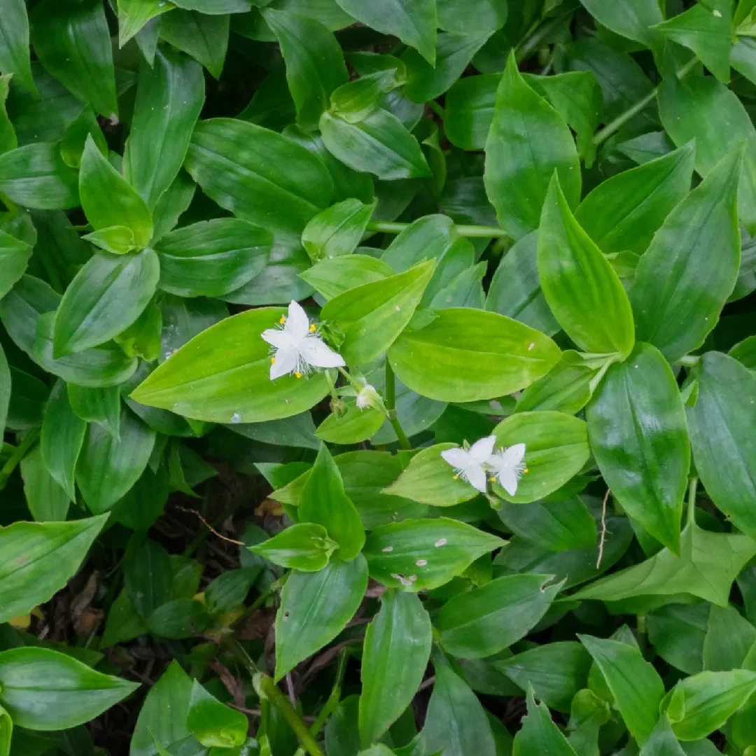 Саджанці традесканції Флуміненсе (Tradescantia Fluminensis) Р9, фото 1